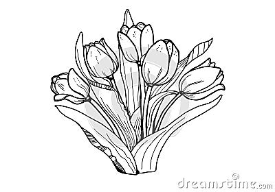 Flowers Tulips. Black and white image . Coloring for adults. Stock Photo